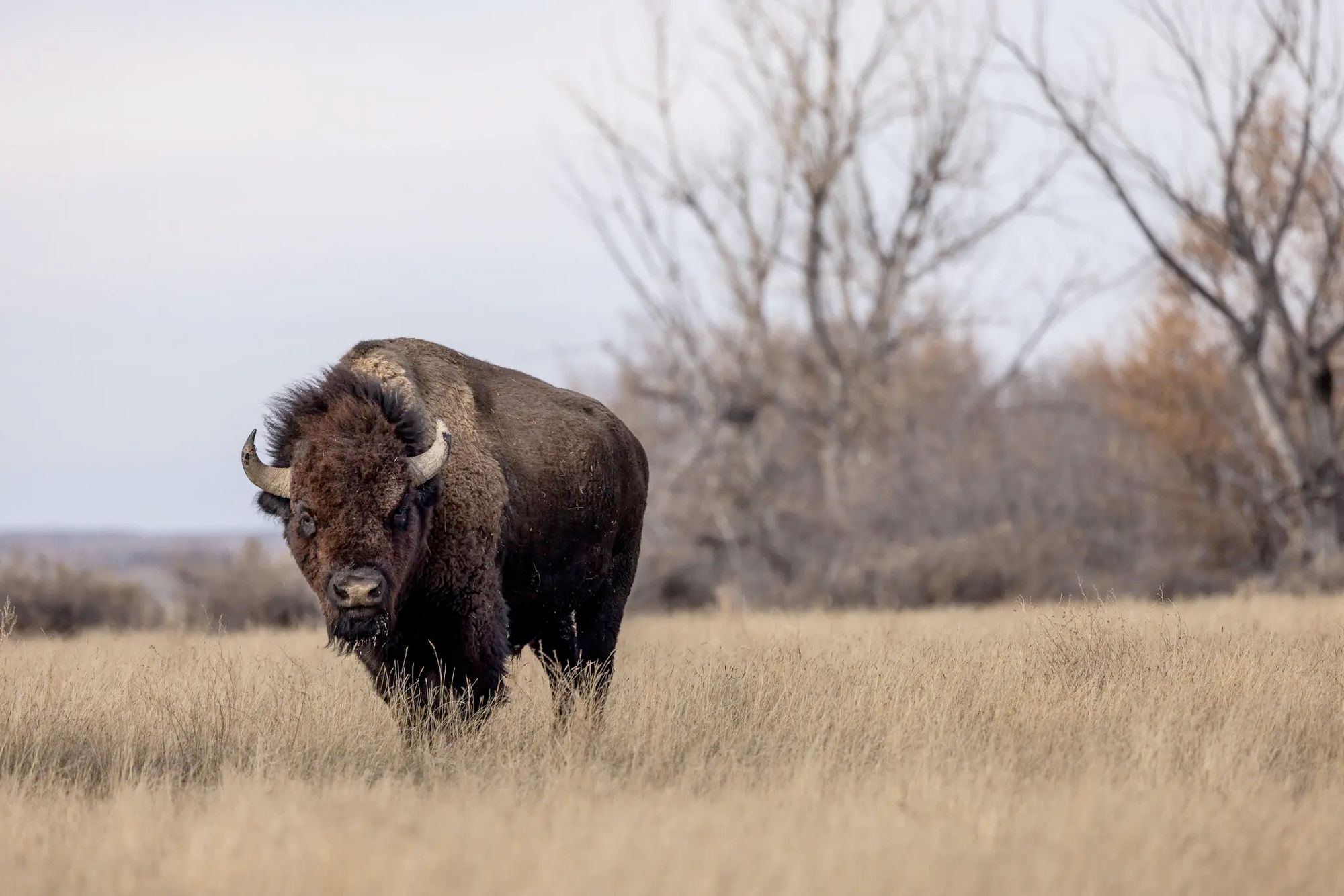 An American bison chilling out in a field