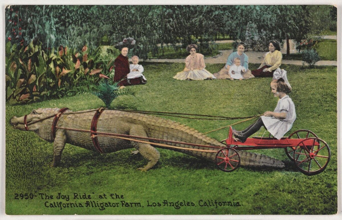 A child riding around on a little wagon pulled by a frickin' alligator