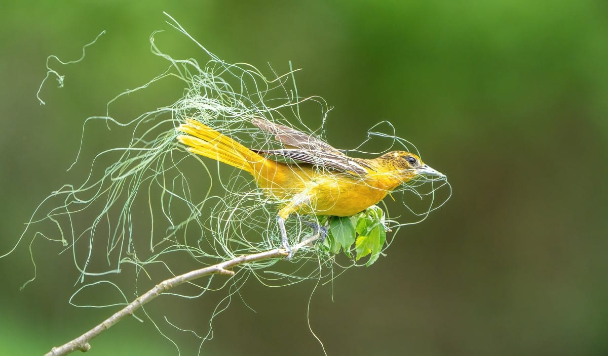 A bright yellow female Baltimore Oriole with thin light strands of grass held in her bill perches at the end of a branch and faces to the right in the frame. The strands billow around her, slightly out of focus, in front of a blurred green background.