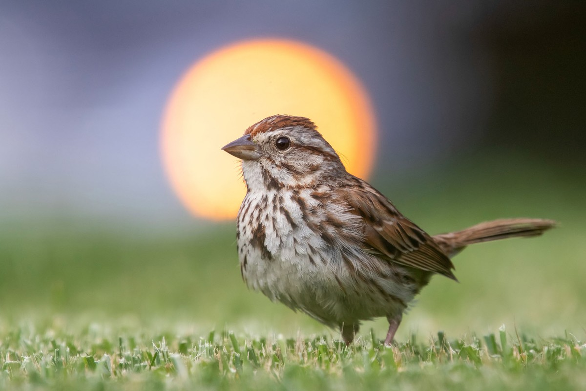 Song Sparrow. A song sparrow stands on grass, silhouetted by the headlight of a passing car, in Wallingford, Pennsylvania.
