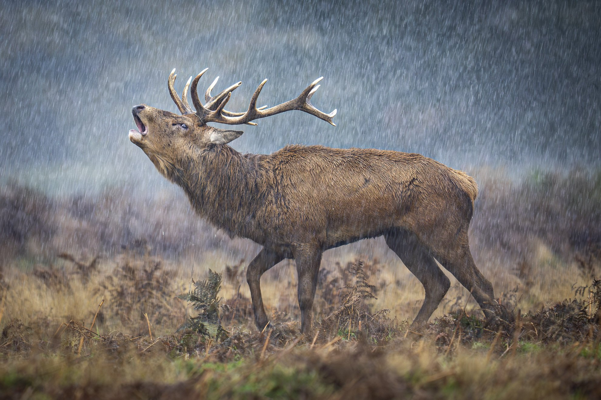 A red deer, crying out for a new Pope.